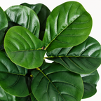 Ako - Ficus Lyrata Artificiel