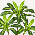 Alde – Dracaena Artificielle 150 cm