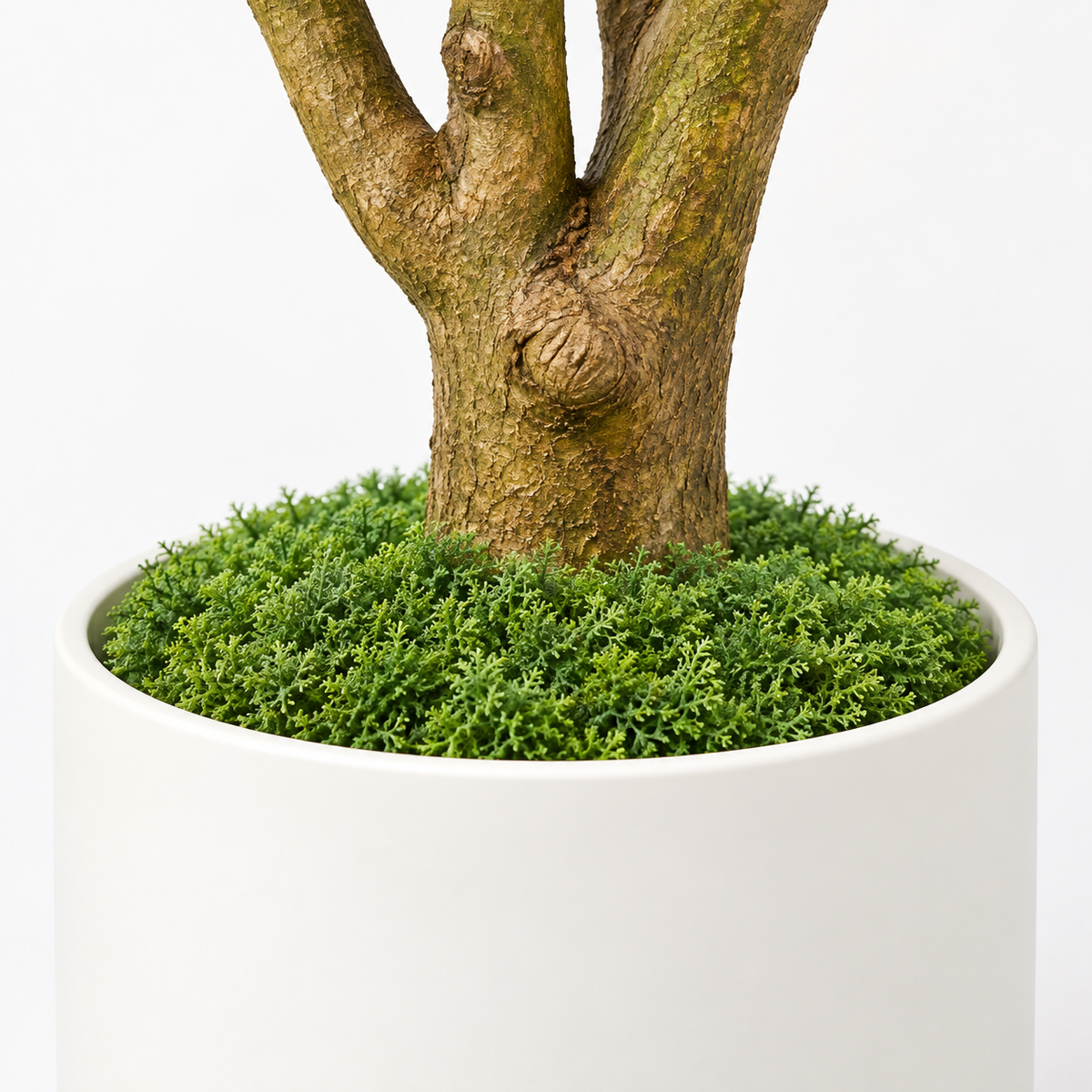 Alice - Scheffler Artificiel de 210 cm