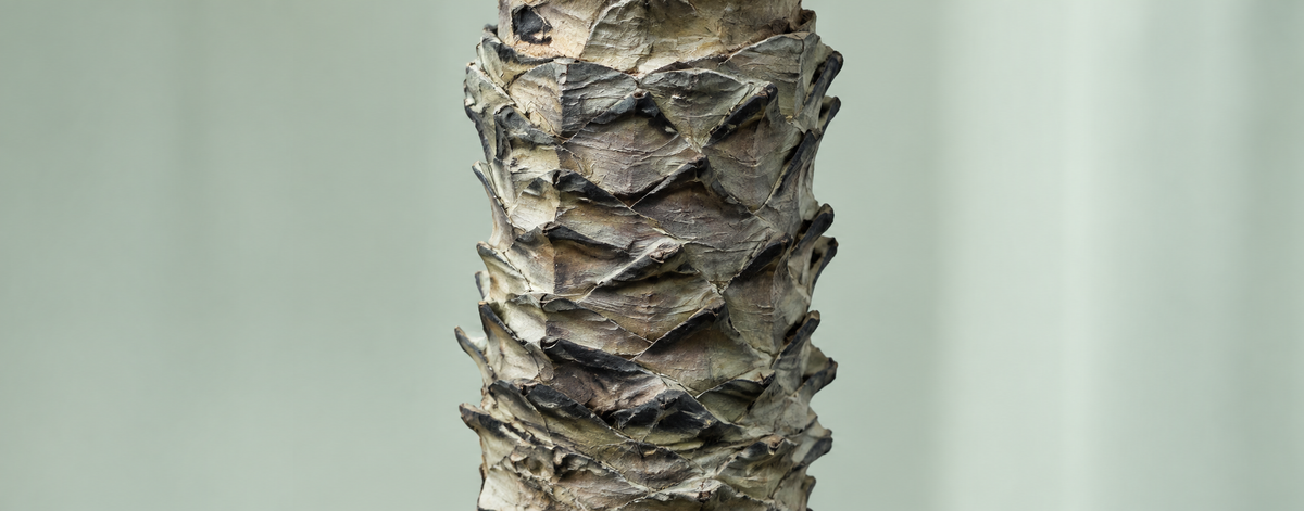 Anaïs - Palmier Artificiel 180cm