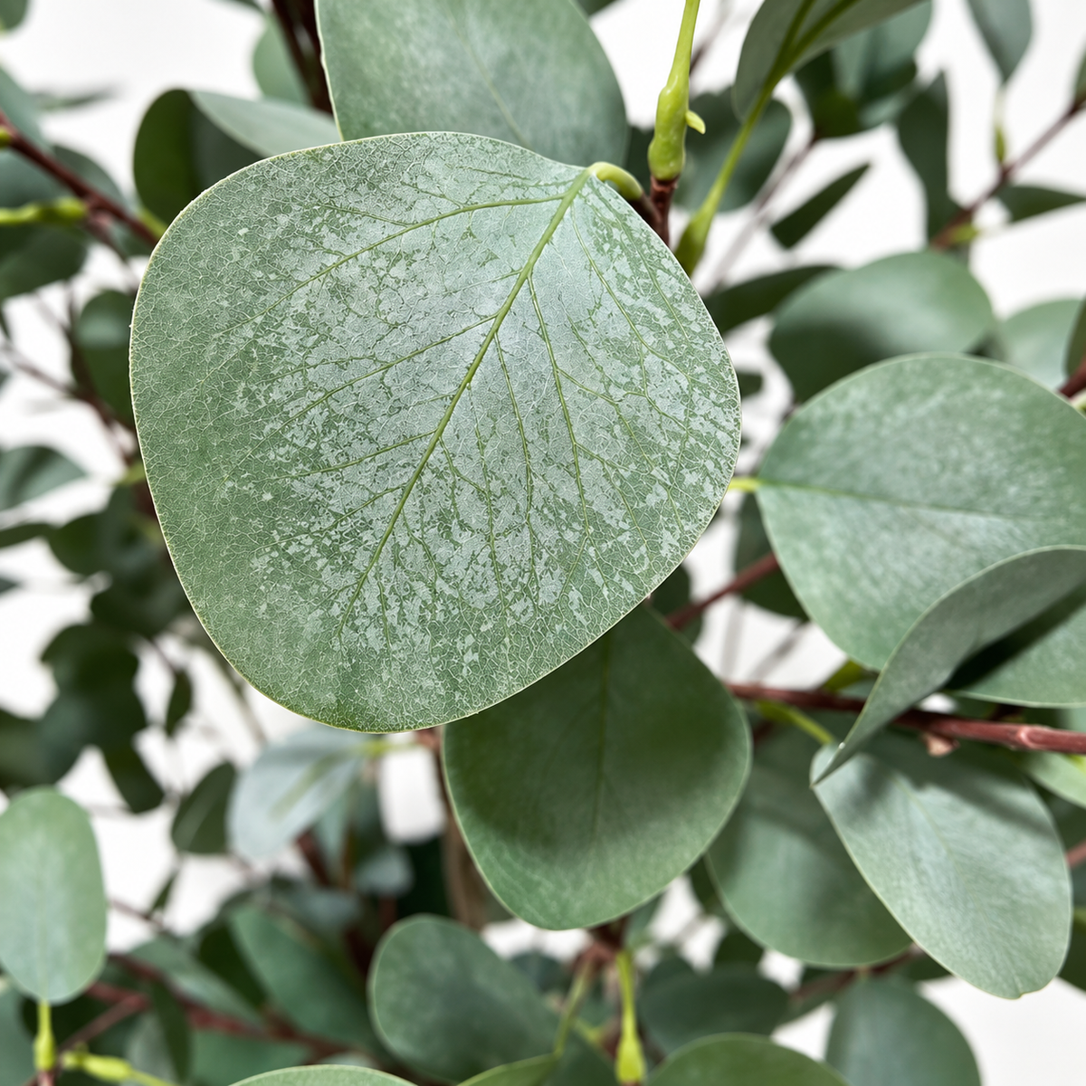 Anna - Eucalyptus Artificiel