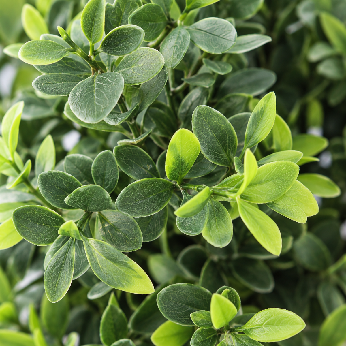 Annaëlle - Duo Ligustrum Artificielle Extérieur