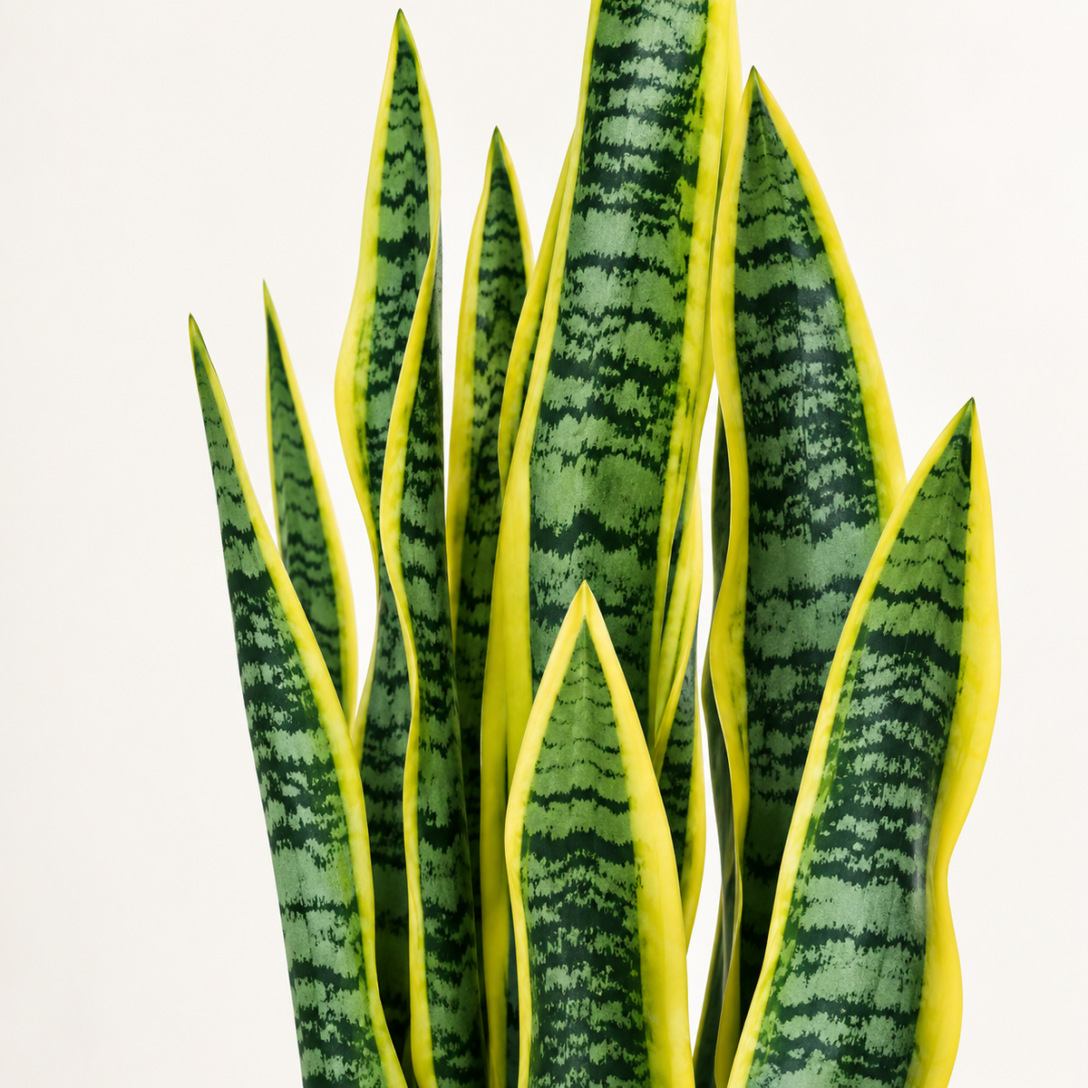 Anastasia - Sansevieria Artificielle 90cm