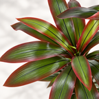 Apla – Dracaena artificiel