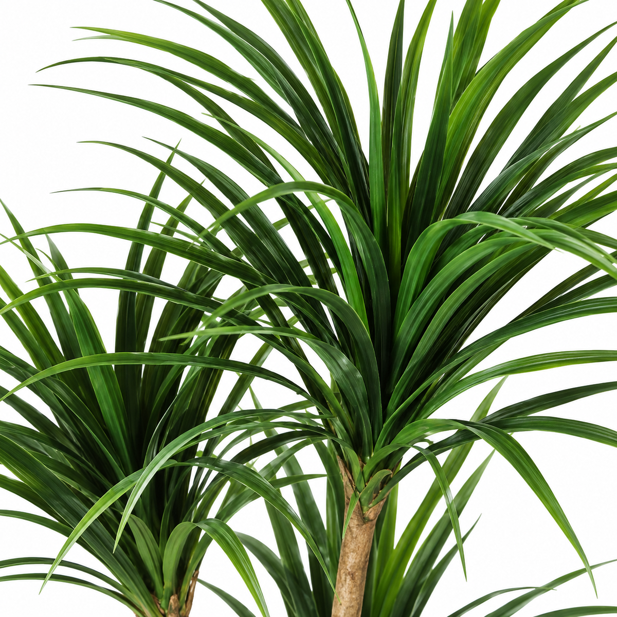 Armel - Dracaena Artificiel 150cm
