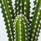 Atoh - Cactus Artificiel 53cm