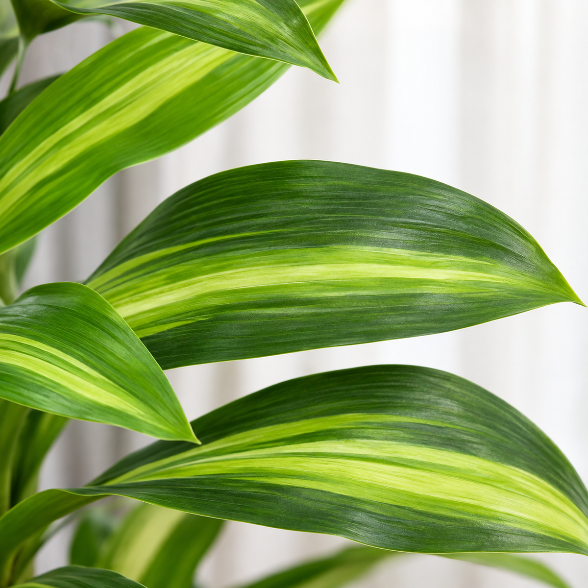 Aurélien - Dracaena Artificielle 120cm