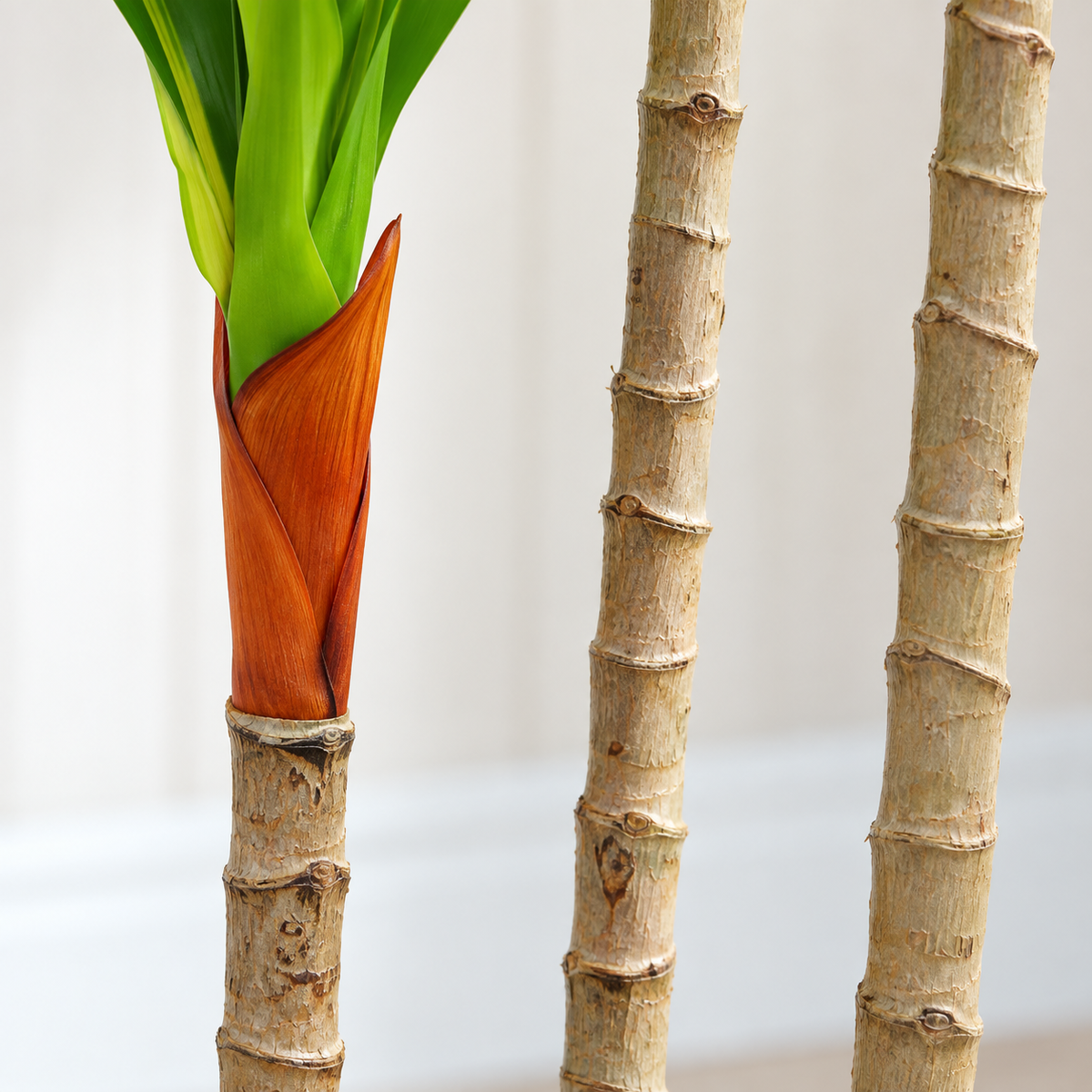 Aurélien - Dracaena Artificielle 120cm