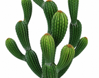 Actus - Cactus artificiel 79 cm intérieur & extérieur