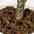 Ama - Magnolia Artificiel